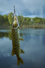 The pike is caught on a jig with a soft silicone bait. The bait in the ravenous jaw. Fishing with...