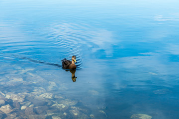 Single mallard duck gently swims through still reflective lake water