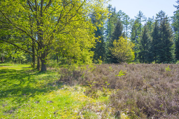 Fototapeta premium Forest in spring colors in sunlight in spring