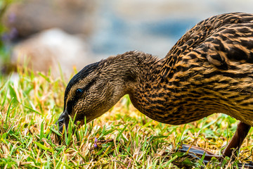 Close-up of a wild female Mallard duck, on a summer morning