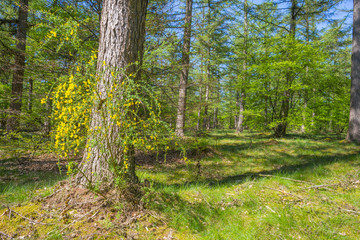 Forest in spring colors in sunlight in spring