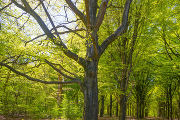 Forest in spring colors in sunlight in spring