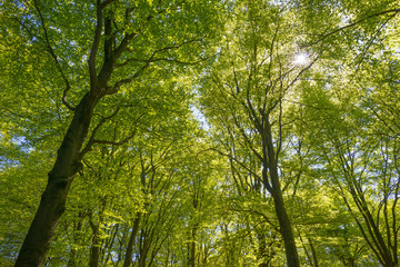 Forest in spring colors in sunlight in spring