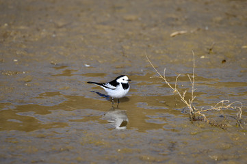 A beautiful bird in wetlands