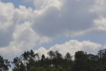 sky, clouds and trees