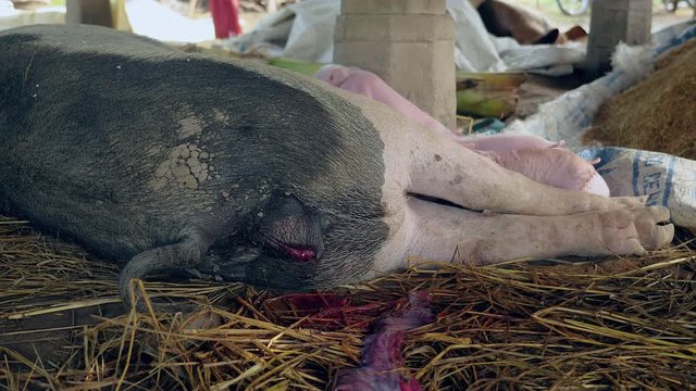 close up of a passage of blood-tinged fluid from the sow's vulva before delivery. Piglets suckling on the sow's teats for milk in the background