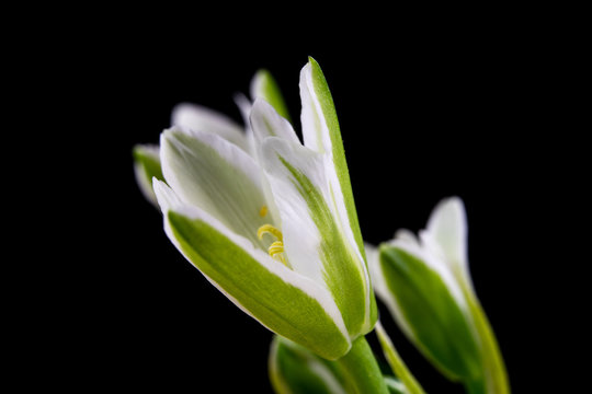 Rainy lily in a vase. White flower photographed in a photo studio.