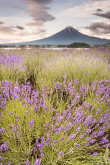 Fototapeta na wymiar View of Mountain Fuji and lavender fields in summer season at Lake kawaguchiko