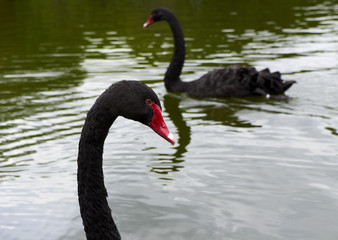 Fototapeta premium goose on the lake