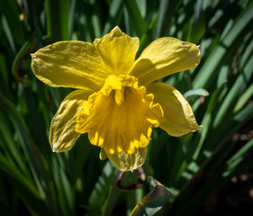 Single daffodill in bloom