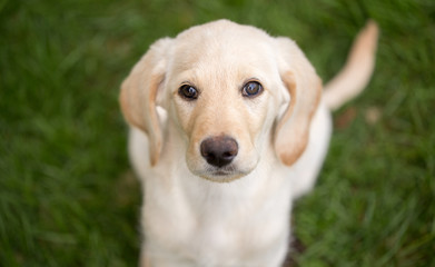 Cute lab puppy on grass