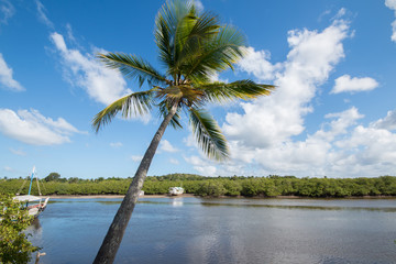 Fototapeta na wymiar Landscape with tropical coconut tree