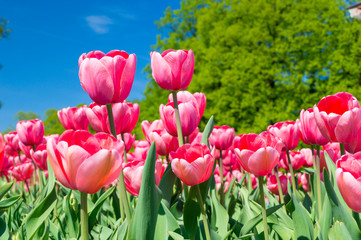 Field with red tulips.