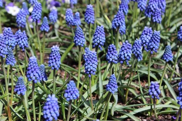 PRETTY LITTLE PURPLE FLOWERS