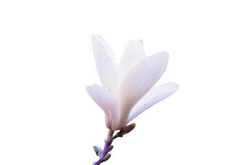 Blooming white magnolia flower isolated