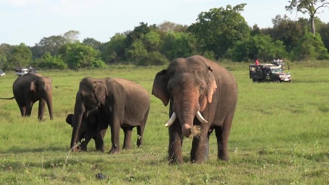 Familiy of elephants in a Safari at Yala National Park, Sri Lanka.