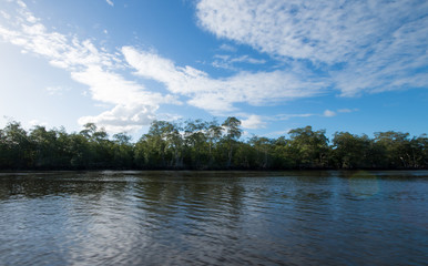 River with tropical mangrove vegetation