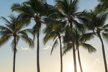 Fototapeta na wymiar Coconut palm trees in a tropical beach