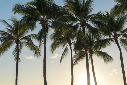 Coconut palm trees in a tropical beach