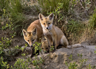 Fox Kits at Play