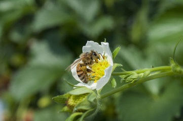 Bee photo closeup