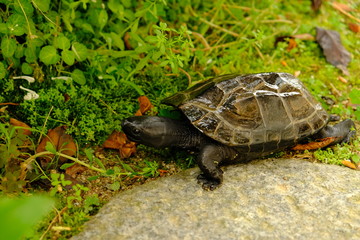 外の世界に出て動き回る亀