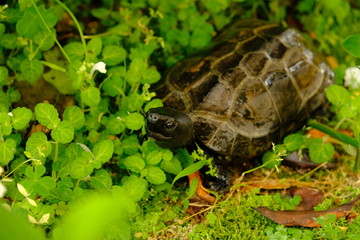 飼い主を見つめる亀
