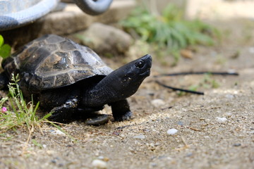 久しぶりの外に喜ぶ亀