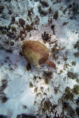 Green Sea Turtle (Florida USA)