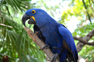 Hyazinth Ara auf Ast mit blauem Gefieder und offenem Schnabel