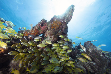 Fish (Florida USA)