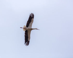 Fototapeta na wymiar Stork around the nest in a belfry