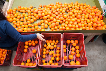 Farmer manually selecting and then putting just picked tarocco oranges into cardboard boxes