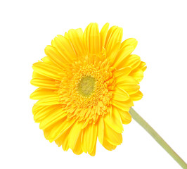 Transvaal daisy