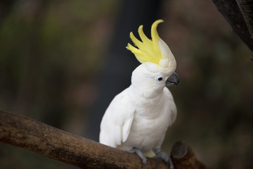 Sulphur crested cockatoo © herraez