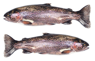 Obraz premium Fish trout