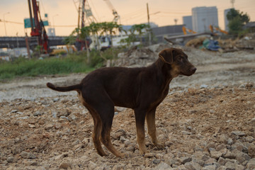 Poor Skinny Homeless Dog 