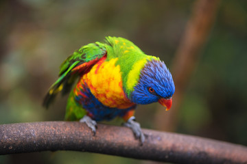 Rainbow lorikeet