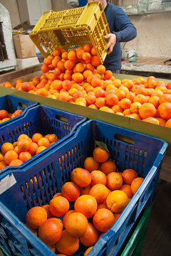 Just picked tarocco oranges into colored boxes and a farmer in the background
