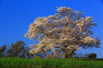 Naklejka premium 青空と一本桜
