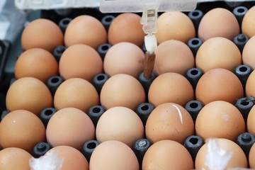 Egg in the panel at the market