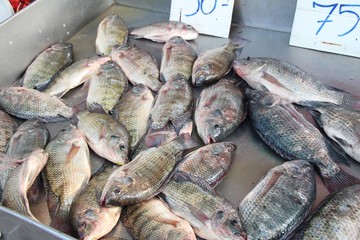 Fresh fish for cooking at street food