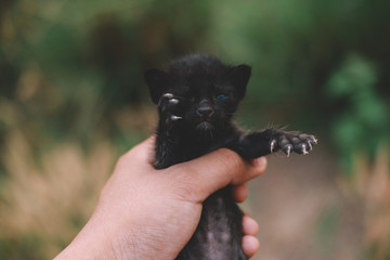 My Cute Little Black Cat Baby