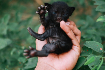 My Cute Little Black Cat Baby