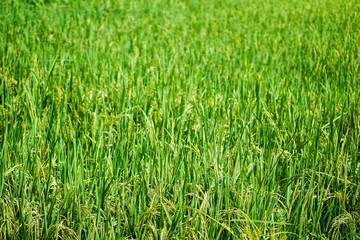 Beautiful nature From the green field And the gleaming grain.