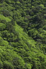 菰野町　新緑　雑木林