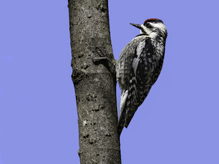 Yellow-bellied Sapsucker on Blue Sky in Spring