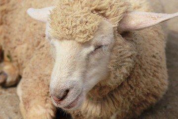 Naklejka premium Pictures of white sheep lying, animals, ranch