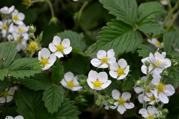 
White strawberry flowers in early May.