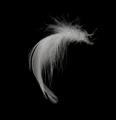 white feather isolated on black background 